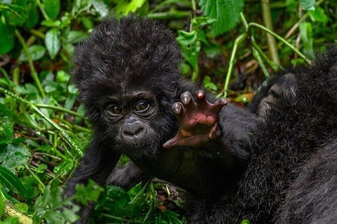 1 Day Rwanda Gorilla Trekking - One hour with mountain gorillas