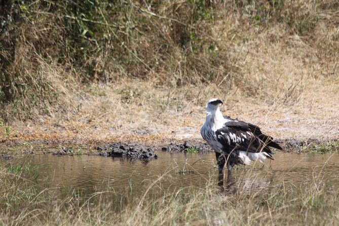 1 Day Safari to Akagera national park-Big5 Safari - Leaving Kigali at 5:00 am