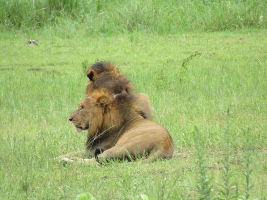2-Day Akagera Game Drive, Boatride & Safari resort overnight - Why Akagera makes a strong two-day safari