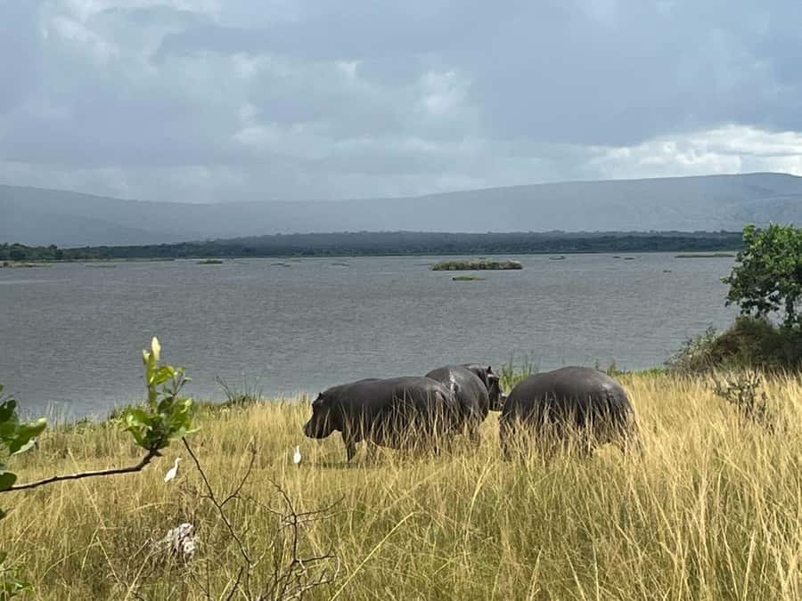2-Day Akagera Game Drive, Boatride & Safari resort overnight - The early game drive and the search for the Big Five