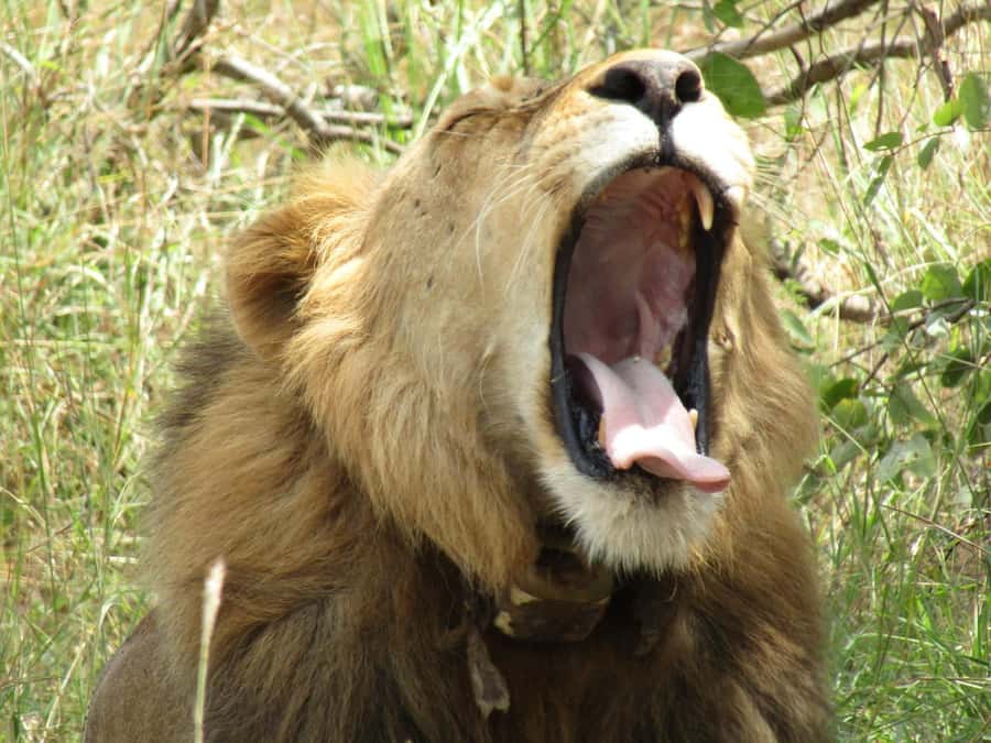 2-Day Akagera Game Drive, Boatride & Safari resort overnight - What the six-hour vehicle day feels like