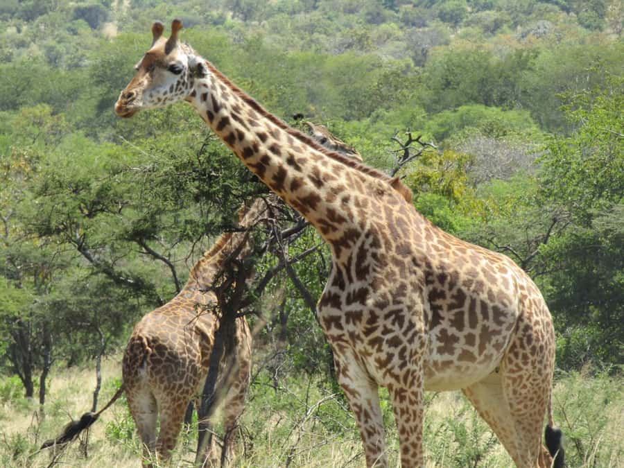 2-Day Akagera Game Drive, Boatride & Safari resort overnight - What is included, and what is not