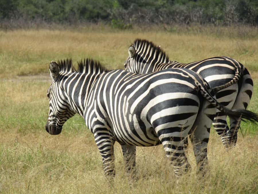 2-Day Akagera Game Drive, Boatride & Safari resort overnight - Who will get the most from this safari