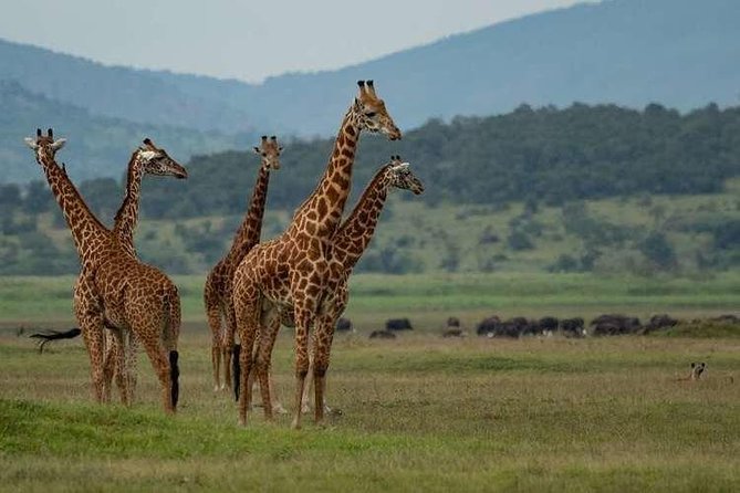 2-Day Akagera National Park Safari Adventure - Key Points Before You Book