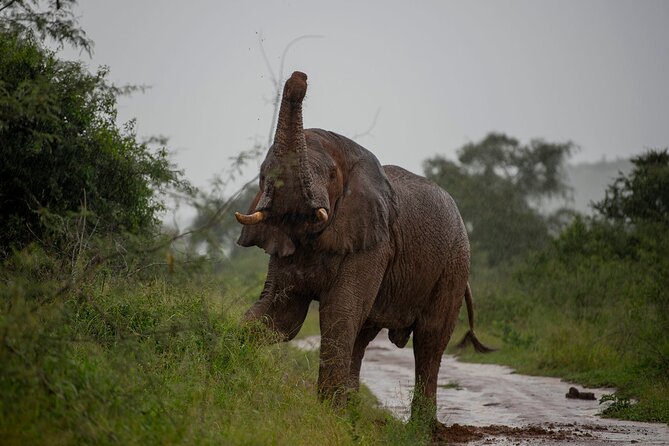 2-Day Akagera National Park Safari Adventure - Afternoon Wildlife Drive and Lake Ihema