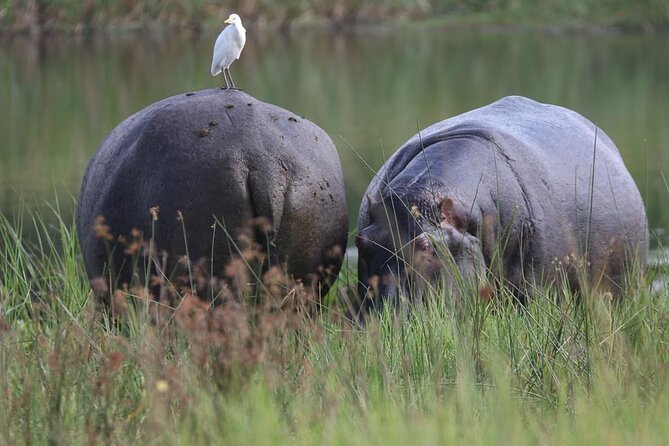 2-Day Akagera National Park Safari Adventure - Mantis Akagera Game Lodge Overnight