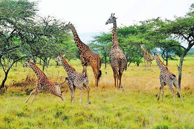 2-Day Akagera National Park Safari Adventure - The Second Day: A Longer Search Across the Savannah