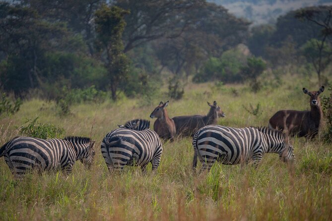 2-Day Akagera National Park Safari Adventure - Service, Safety, and the Private Format