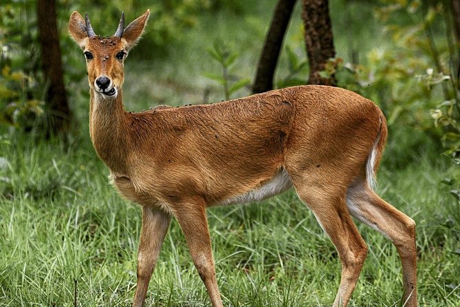 2-Day Akagera National Park Safari Adventure - Arrival, Park Registration, and Lunch