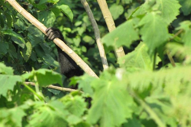 2 Day Gorilla Trekking Safari in Uganda via Kigali - Accommodation: confirm exactly what your $1,780 includes