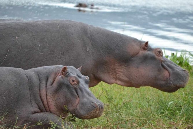 2 Days & 1 Night Akagera National Park Safari Tour - Lunch and lodging: confirm the arrangements first