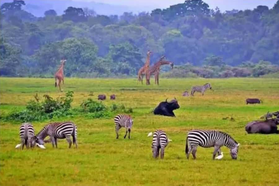 2 Days Akagera National Park Big 5 Safari with Boat Ride - Key Points To Know Before You Go