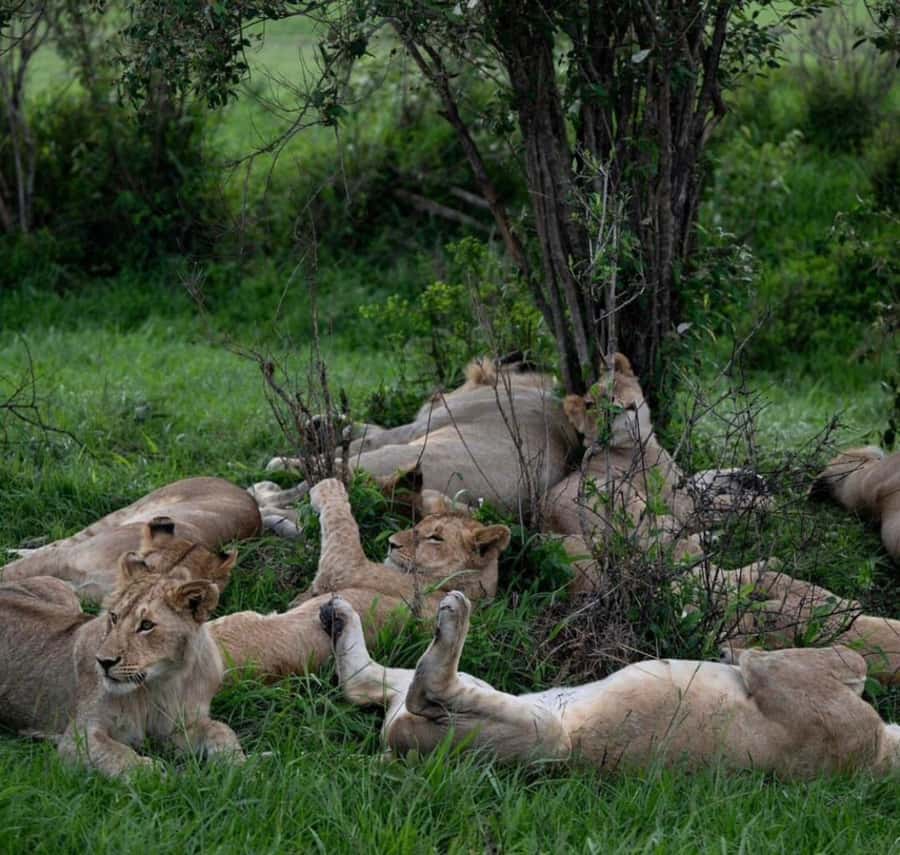 2 Days Akagera National Park Big 5 Safari with Boat Ride - Why Two Days In Akagera Can Work