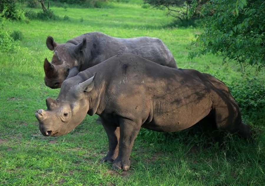 2 Days Akagera National Park Big 5 Safari with Boat Ride - The Lodge Evening And Sunset Stop