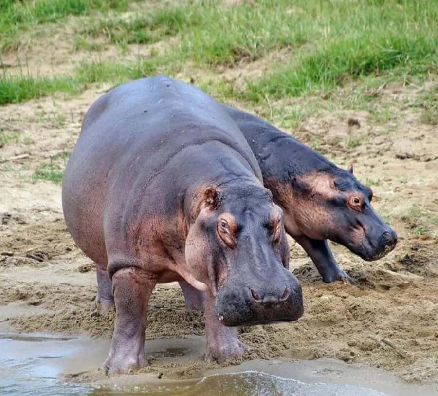 2 Days Akagera National Park Big 5 Safari with Boat Ride - Day Two: Sunrise Wildlife And Big Five Searches