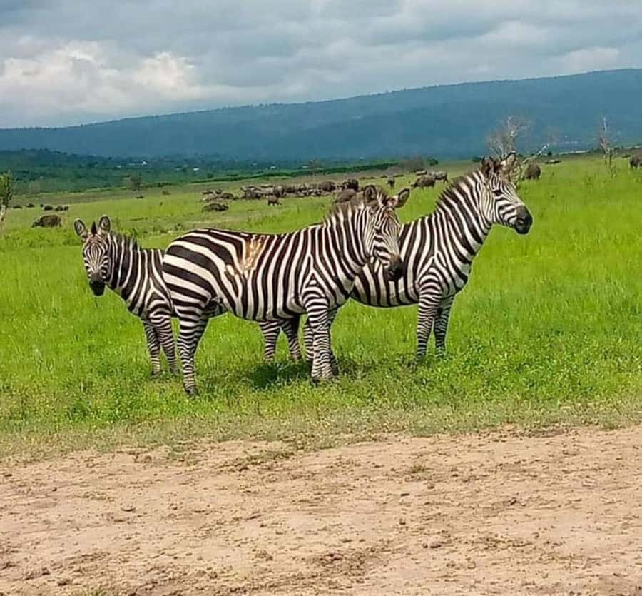 2 Days Akagera National Park Big 5 Safari with Boat Ride - What The $600 Price Actually Covers