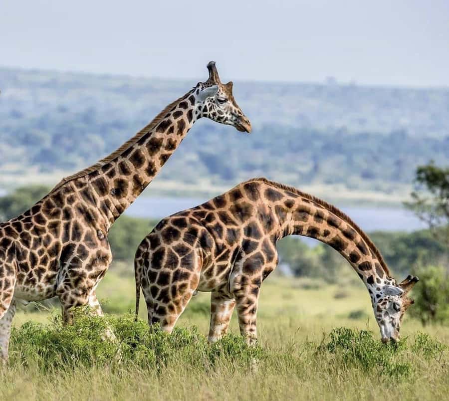 2 Days Akagera National Park Big 5 Safari with Boat Ride - Who Will Enjoy This Safari Most