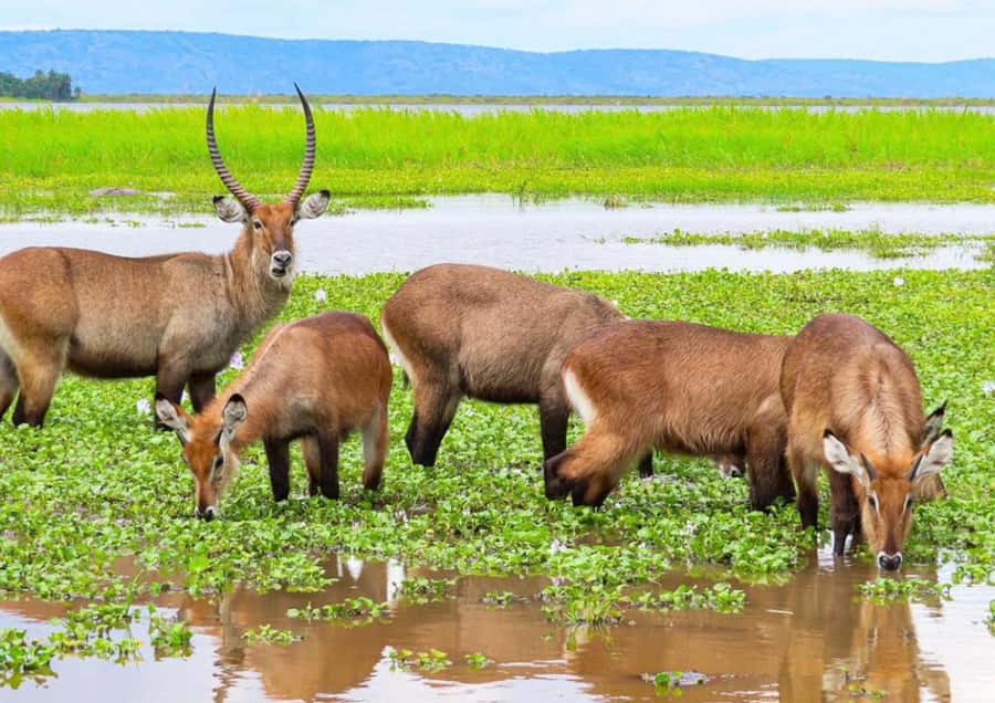 2 Days Akagera National Park Big 5 Safari with Boat Ride - The Transfer From Kigali To Akagera