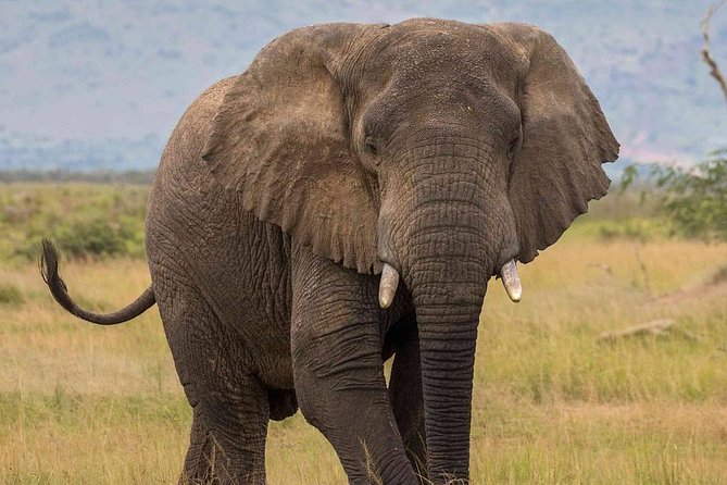 2 Days Akagera National Park Wildlife Safari - Why the six-hour drive is the heart of the trip