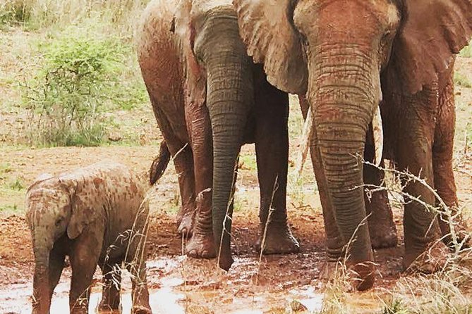 2 Days Akagera National Park Wildlife Safari - What the $956 price really includes