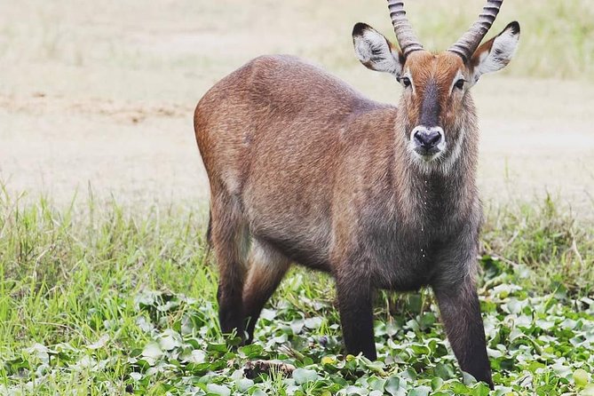 2 Days Akagera National Park Wildlife Safari - Practical details that affect your decision