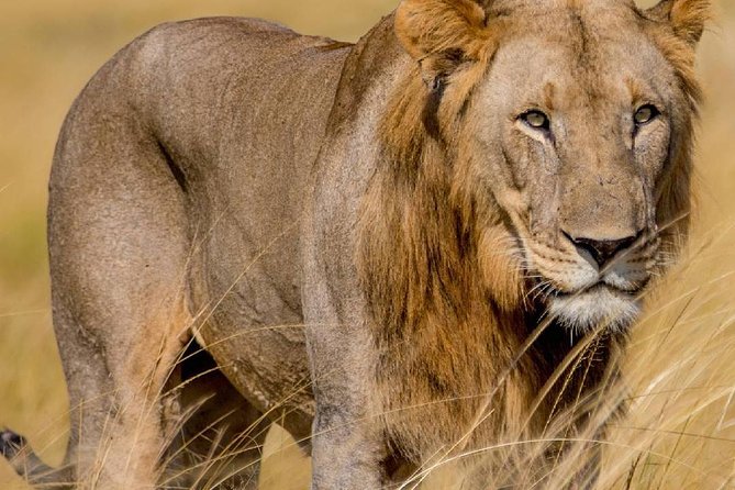 2 Days Akagera National Park Wildlife Safari - The early game drive and Akagera’s wildlife
