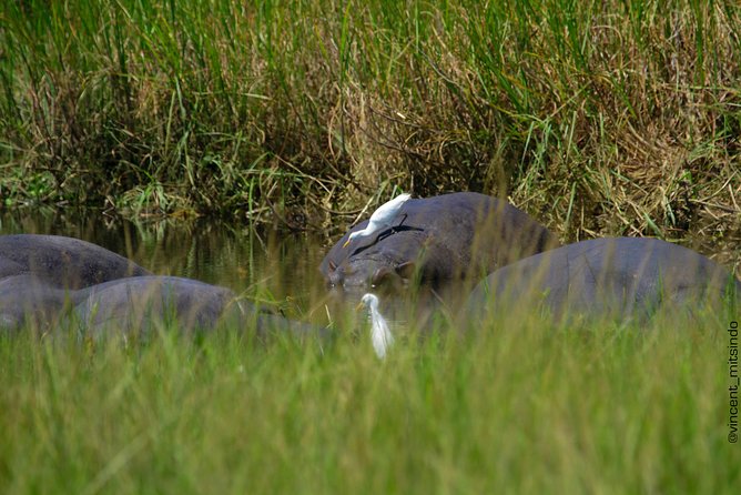 2 Days Akagera Wildlife Safari - The first afternoon: water, wildlife, and an evening drive