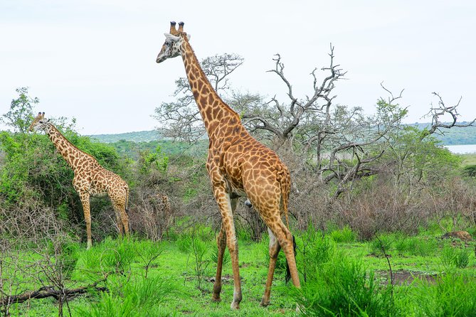 2 Days Akagera Wildlife Safari - What $1,200 per person really covers