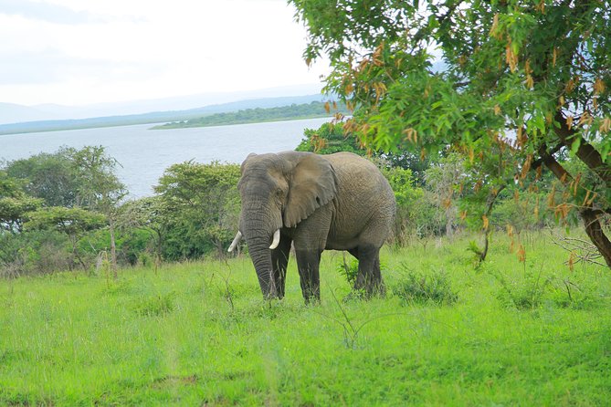 2 Days Akagera Wildlife Safari - Who will get the most from this safari?