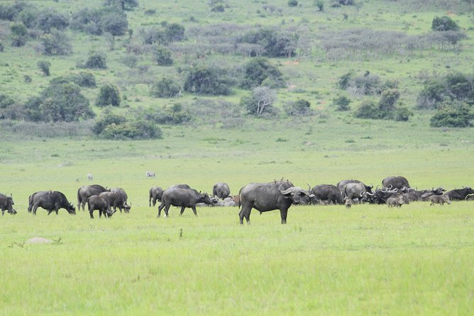 2 Days Akagera Wildlife Safari - Practical booking advice for a smoother trip