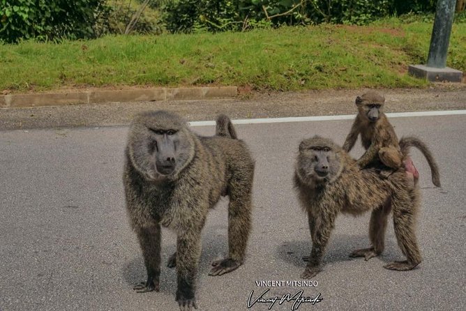 2 Days Chimpanzees trekking Tour and Canopy walk Adventure - Why Nyungwe makes this two-day trip special