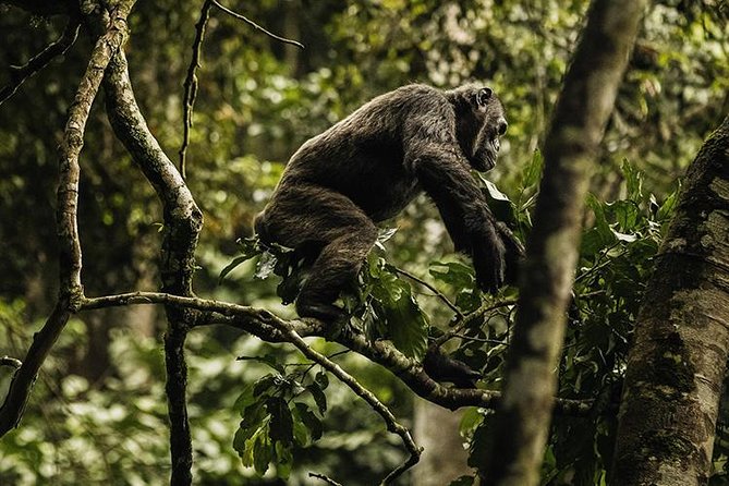 2 Days Chimpanzees trekking Tour and Canopy walk Adventure - Day two: chimpanzee trekking before the drive back