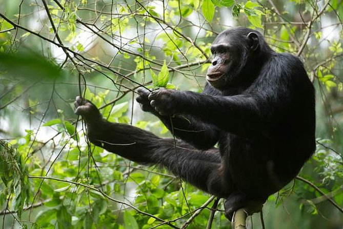 2 Days Chimpanzees trekking Tour and Canopy walk Adventure - What the private format changes