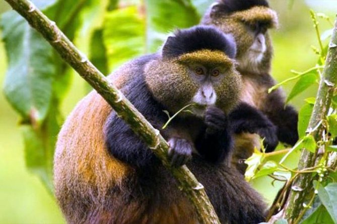 2 Days Chimpanzees trekking Tour and Canopy walk Adventure - Is $1,350 good value for two days?