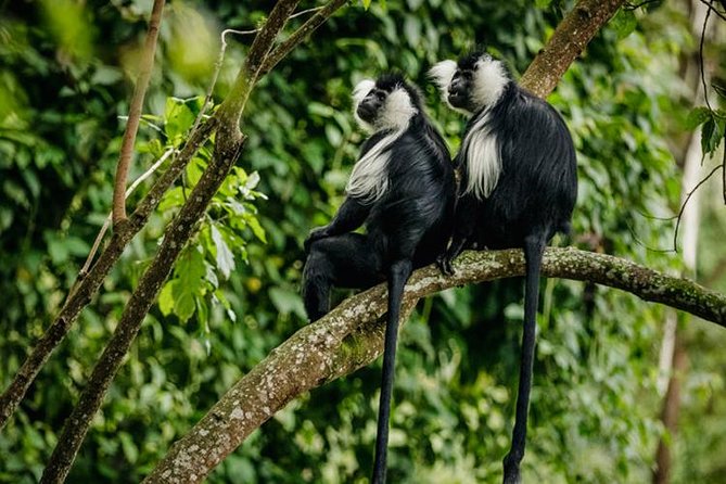 2 Days Chimpanzees trekking Tour and Canopy walk Adventure - Who should book this experience?