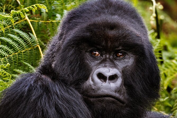 2 Days Gorilla & Golden Monkey Trekking Safaris - Why this two-day Rwanda itinerary works