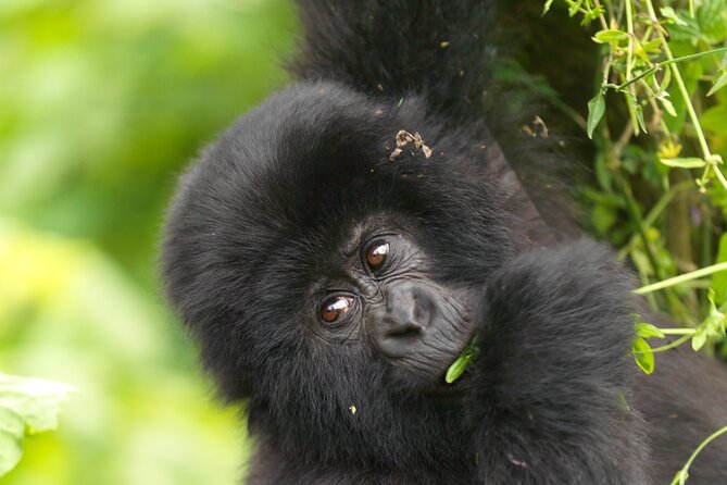 2 Days Gorilla & Golden Monkey Trekking Safaris - A slower afternoon on the Mukungwa River