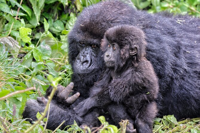2 Days Gorilla & Golden Monkey Trekking Safaris - Night at Isange Paradise Resort