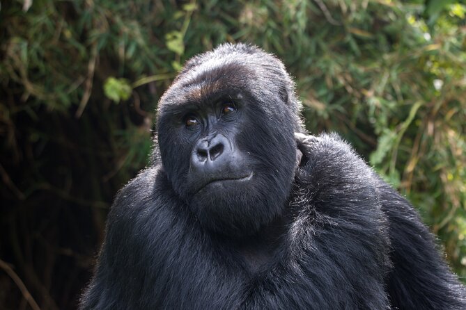 2 Days Gorilla & Golden Monkey Trekking Safaris - Gorilla trekking on Day 2