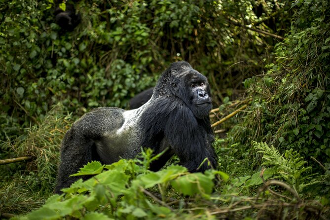 2 Days Gorilla & Golden Monkey Trekking Safaris - Who will get the most from this trip