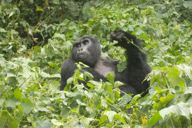2 Days Gorilla Trekking in Bwindi through Kigali - Key points before you book
