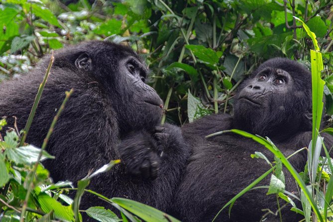 2 Days Gorilla Trekking Rwanda - Is $2,925 a fair price?