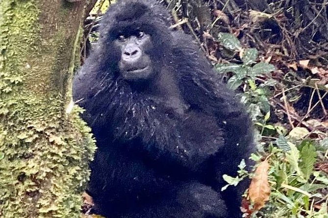 2 Days Gorilla Trekking Rwanda - Fitness, packing, and the real effort involved