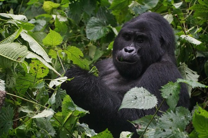 2 Days Gorilla Trekking Uganda - A two-day trip with one major purpose