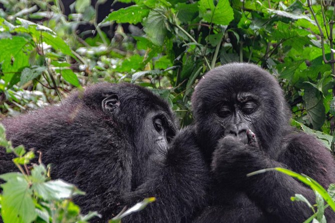 2 Days Gorilla Trekking Uganda - Mgahinga or Bwindi, confirm before you go