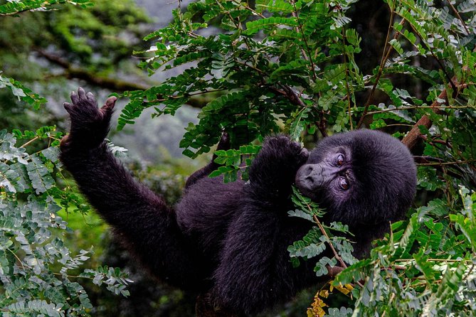 2 Days Gorilla Trekking Uganda - Is $2,200 per person good value?