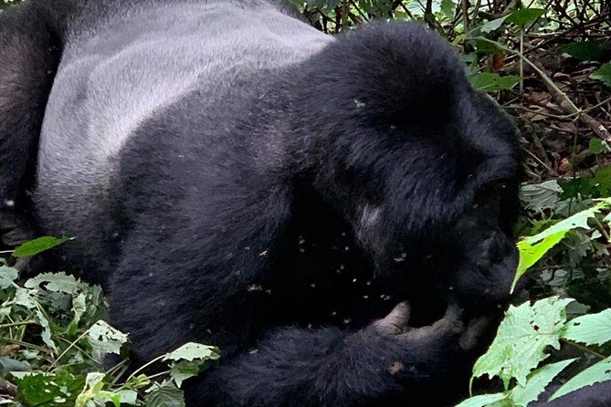 2 Days Gorilla Trekking Uganda - Day two: the 8:00 am trek at Mgahinga