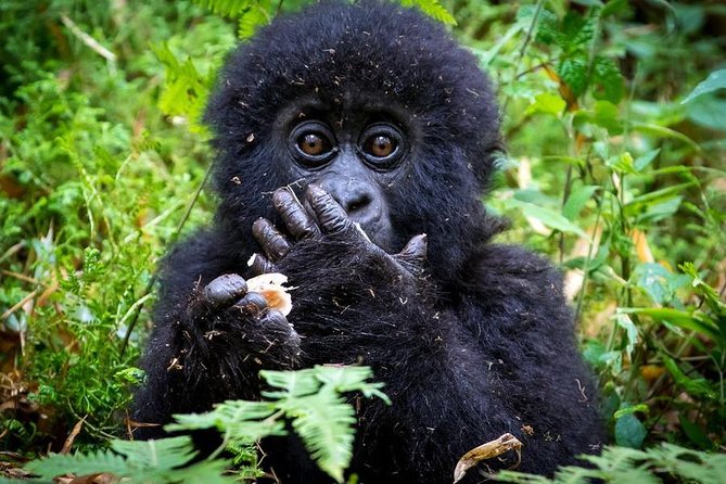 2 Days Mountain Gorilla Safari Rwanda - Choosing your overnight lodge near Volcanoes National Park