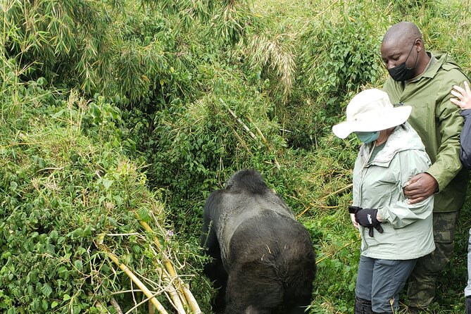 2 Days Mountain Gorilla Safari Rwanda - Day two: searching for a gorilla family