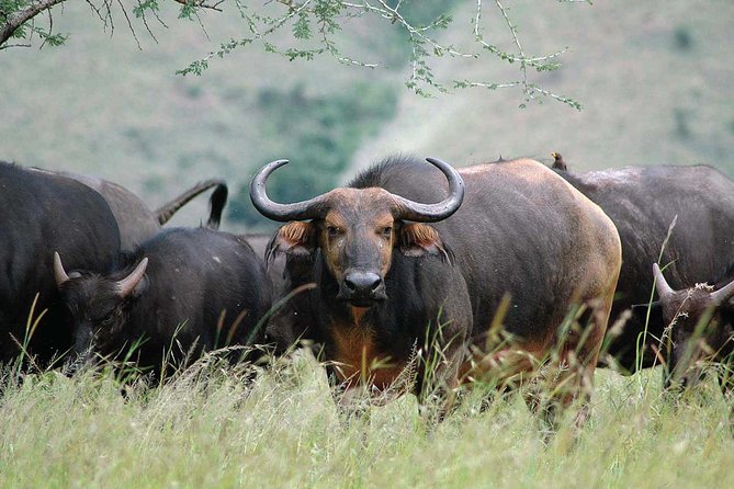 2 Days Mountain Gorilla Safari Rwanda - What the $650 price really covers